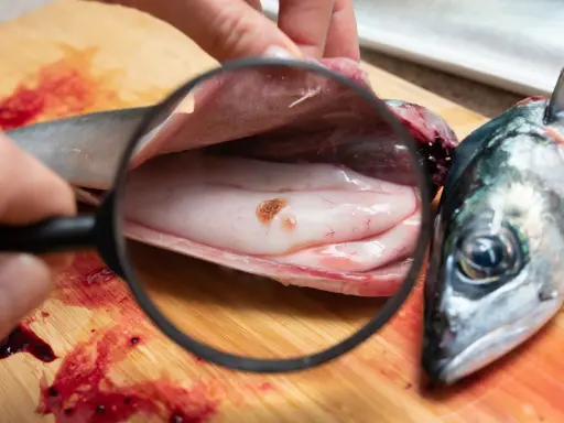 L'anisakis nel pesce crudo è un pericolo: se non cotto bene, anisakis si muore. Qui si vede un verme sotto lente d'ingrandimento.