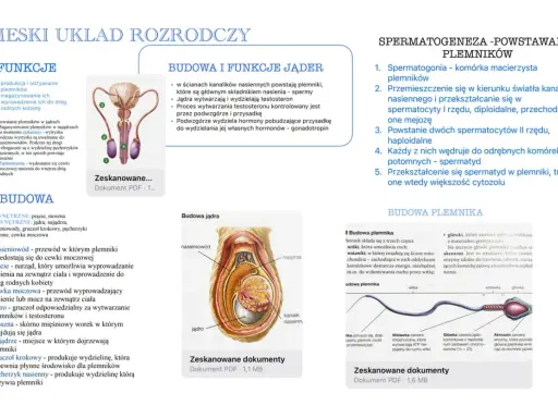 Gdzie znajduje się sperma? W jądrach, gdzie powstaje, a następnie dojrzewa w najądrzach. Dalej wędruje nasieniowodami.