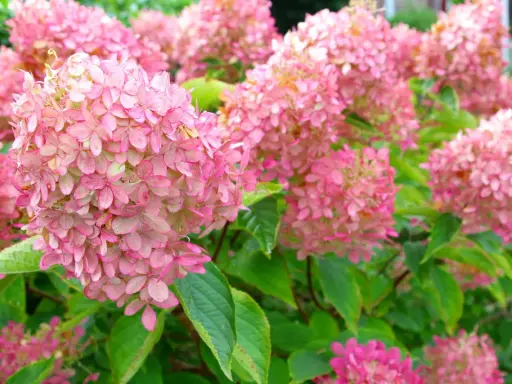 Ein Meer aus zarten rosa Rispenhortensien, bereit für den Rückschnitt im Herbst.
