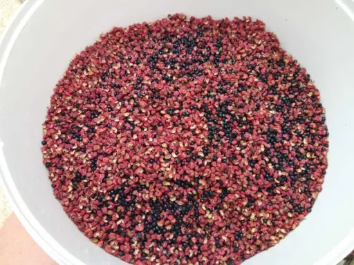 Un bol rempli de poivre de Sichuan rouge et noir, prêt pour la récolte. Le moment idéal pour quand récolter le poivre de Sichuan est quand les baies sont mûres.
