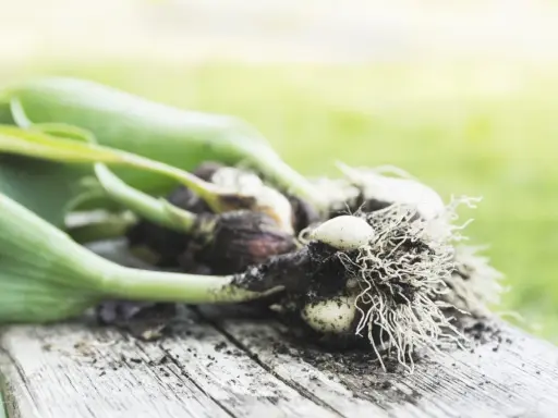Tulip bulbs with roots and green shoots, ready for planting. This image hints at when to dig up tulip bulbs for storage or replanting.