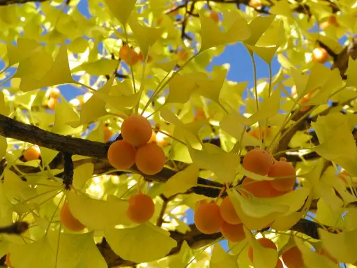 Ginkgo arbre en automne, ses feuilles d'un jaune éclatant et ses fruits orangés brillent sous le ciel bleu.