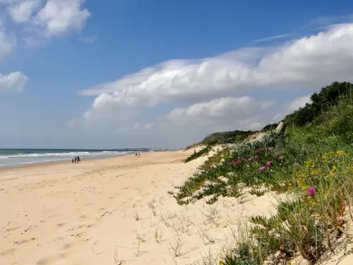 Sonniger Strand an der Costa de la Luz mit sanften Wellen, Sanddünen und blühenden Pflanzen.