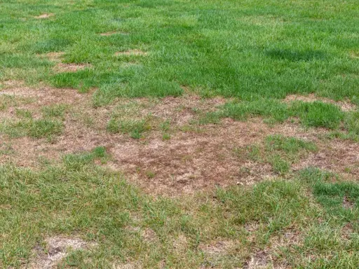 Patches of brown, dead grass on a lawn, possibly due to an infestation of white grubs feeding on the roots.