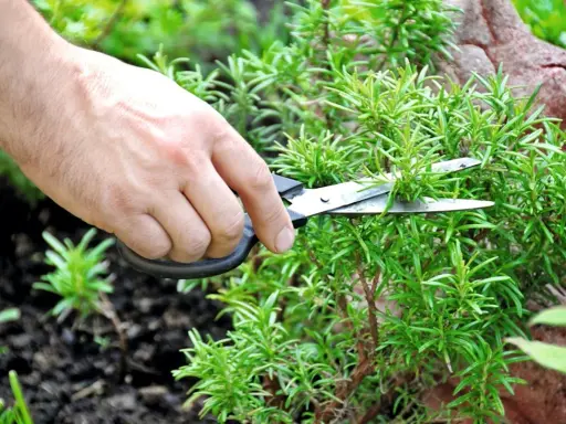 Une main coupe des branches de romarin rampant avec des ciseaux.