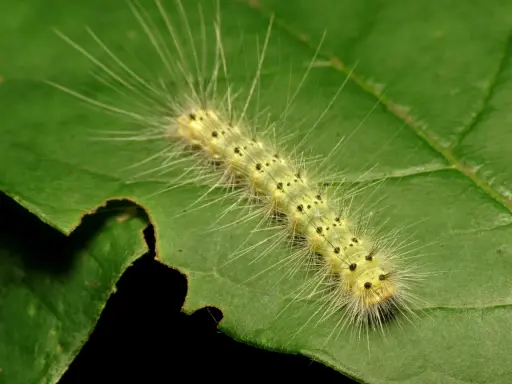 A fuzzy yellow caterpillar, part of the webworm life cycle, munches on a green leaf.