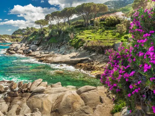 Scogliera fiorita sull'Isola d'Elba, cosa vedere: mare cristallino, pini marittimi e case arroccate.