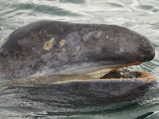 Megattera con bocca aperta, mostrando le sue placche filtranti invece dei denti. La pelle grigia è segnata da macchie chiare.