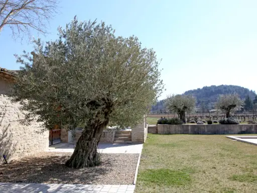 Un vieil olivier majestueux, prêt à être replanté, se dresse devant une bâtisse en pierre. Le soleil brille sur le paysage provençal.
