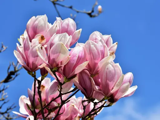 Kwitnąca magnolia, choć już po głównym kwitnieniu, wciąż zachwyca delikatnymi, różowo-białymi płatkami na tle błękitnego nieba.
