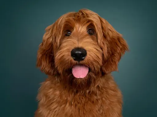 Rudy pudel z labradorem, z językiem na wierzchu, patrzy w obiektyw na tle ciemnozielonej ściany.