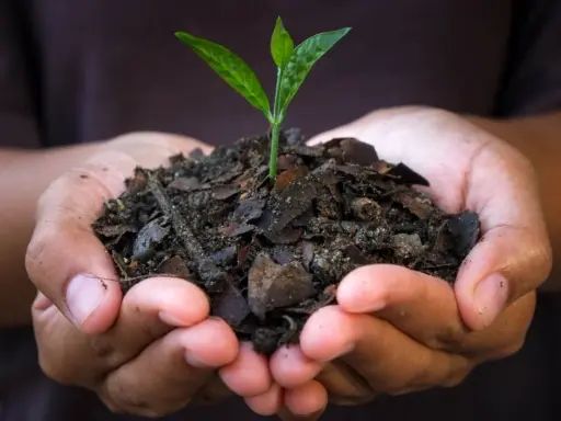 Mains tenant une jeune pousse dans un terreau riche, promesse de croissance grâce au charbon bio.