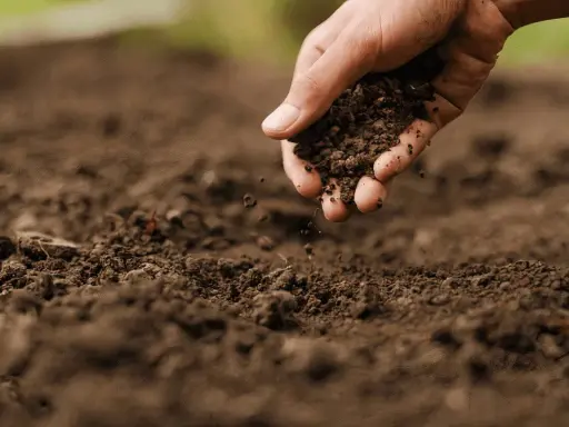 Main d'une personne ajoutant de la terre riche pour enrichir la terre avant plantation.