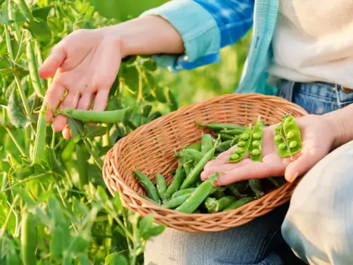 Mains cueillant des petits pois frais dans un champ, une corbeille en osier remplie de la récolte à portée de main.