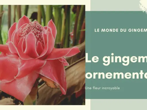 Fleur de gingembre ornementale, d'un rose éclatant, se dresse fièrement au milieu de feuillages luxuriants. Une merveille de la nature.