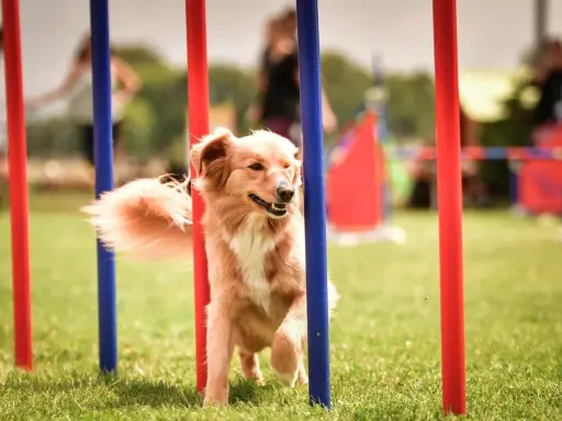 Chien roux plein d'agilité navigue entre des poteaux rouges et bleus lors d'une compétition d'agility.