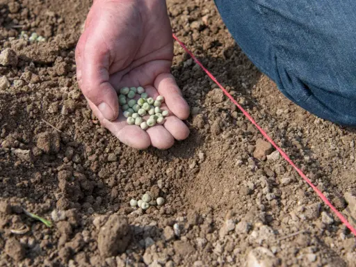 Main d'une personne tenant des graines de petit pois, prête à les semer dans la terre. Le printemps est là, le moment idéal quand semer petit pois.
