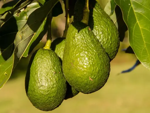 Trois avocats verts et texturés pendent d'un avocatier de 5 ans, entourés de feuilles luxuriantes.