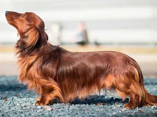 Un magnifique chien poilu, un teckel à poil long, se tient fièrement sur un chemin de gravier, le museau levé vers le ciel.