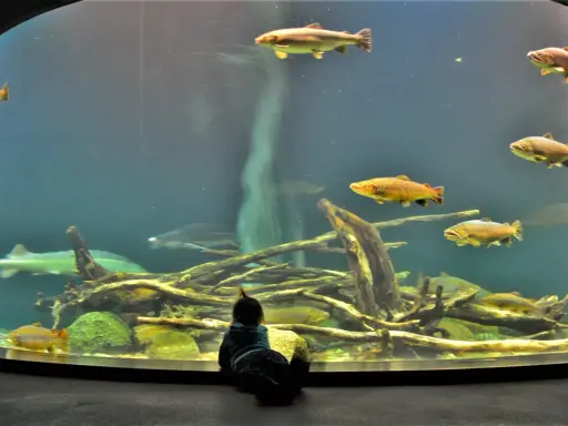 Ozeaneum Stralsund: Opinie, bilety, dojazd. Czy warto jechać?