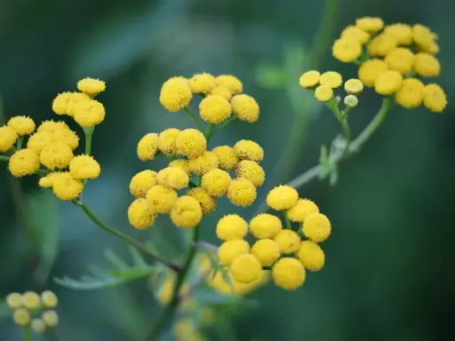 Grappes de fleurs jaunes d'hélichryse italienne, connues pour leurs nombreux bienfaits.