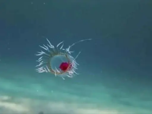 Una medusa bioluminescente fluttua nell'oscurità oceanica, un piccolo gioiello di vita media medusa.