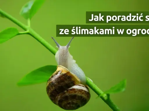 Ślimaki w ogrodzie? Opanuj inwazję! Bezpiecznie dla dzieci i zwierząt