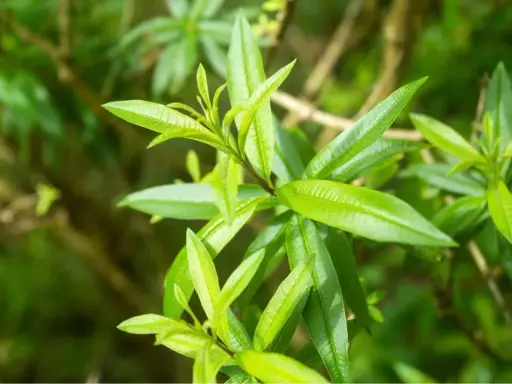 Feuilles vertes et lumineuses de verveine citronnelle, dégageant un parfum frais et vivifiant.