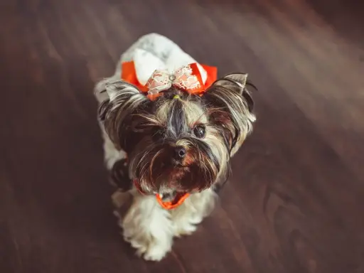 Urocza suczka rasy Yorkshire Terrier w pomarańczowo-białej kokardce. Czy to najładniejsze imię dla suczki?