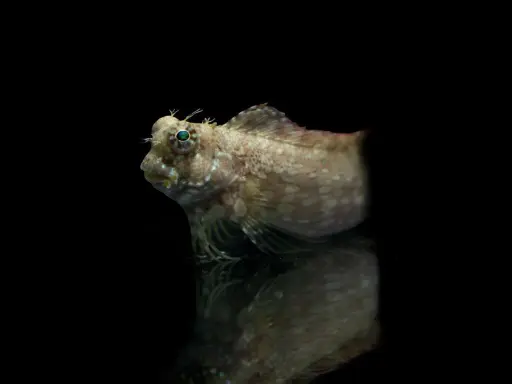 Un piccolo pesce con protuberanze simili a corna e occhi sporgenti, che sembra quasi che i pesci abbiano le orecchie. Riflesso su una superficie scura.