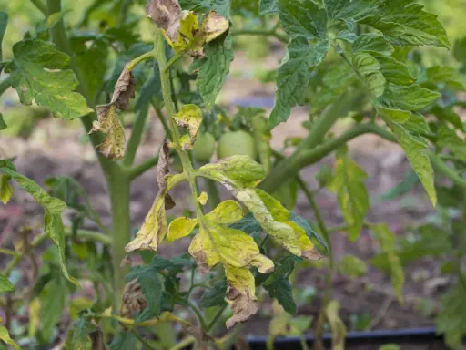 Feuilles de tomate jaunies et desséchées, signes d'un mildiou agressif. Les tomates vertes sont encore visibles.