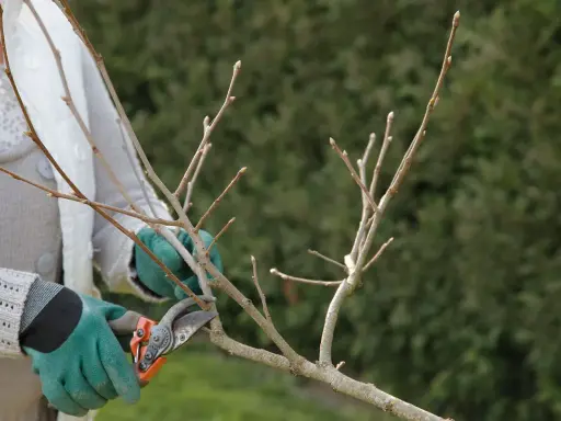 Gants verts et sécateur pour la taille d'un kaki arbre.