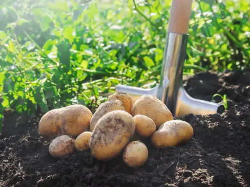 Récolte de pommes de terre fraîchement déterrées, prêtes pour la plantation ou la cuisine. Une pelle repose à côté du tas de tubercules dorés.