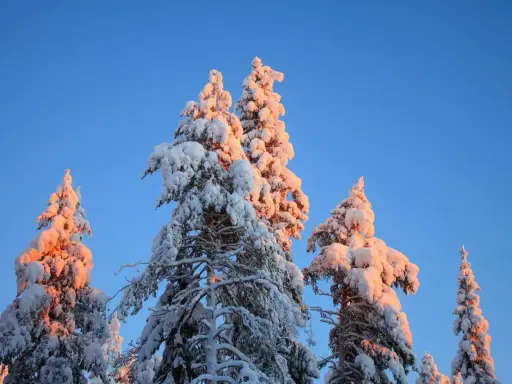 Snötäckta träd i Lappland, Sverige, badar i solnedgångens varma ljus mot en klarblå himmel.