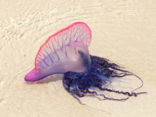 Una caravella portoghese, una delle meduse mortali, spiaggiata sulla sabbia con i suoi tentacoli blu e viola.