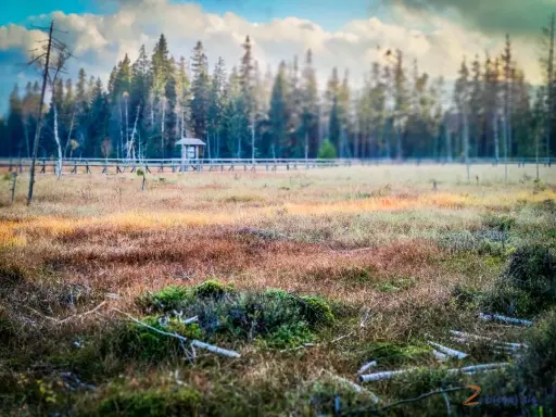 Torfowisko pod Zielencem, z drewnianą kładką i wiatą pośród drzew. Słońce oświetla trawę, tworząc złociste refleksy.