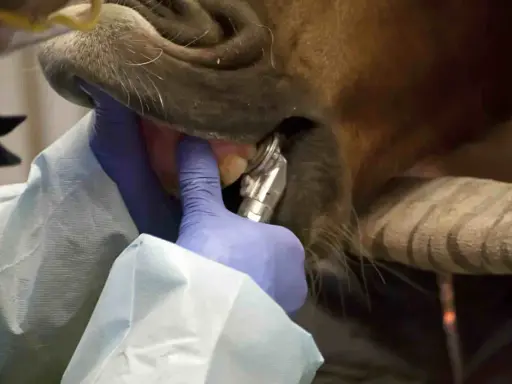 Pferd wird zahnärztlich behandelt. Gute Zahnpflege erhöht die eotrh lebenserwartung.