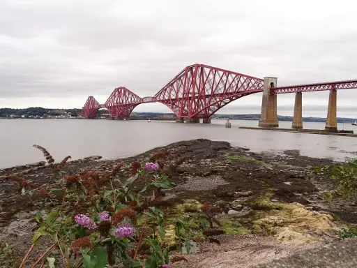 El icónico puente de Forth se alza majestuoso sobre el agua, con sus característicos arcos rojos. En primer plano, flores moradas y ramas secas añaden un toque de naturaleza a la escena.