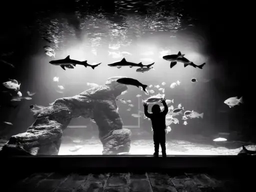 Silueta de niño maravillado ante tiburones y peces en el acuario Santander.