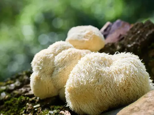 Soplówka jeżowata na pniu. Choć znana z dobroczynnego wpływu, warto pamiętać o potencjalnych skutkach ubocznych jej stosowania.
