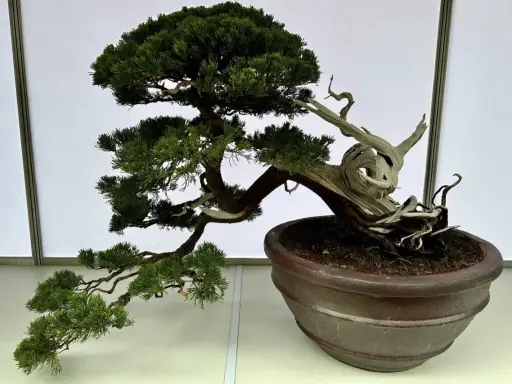 Piękny jałowiec bonsai, idealny przykład jak zacząć przygodę z miniaturowymi drzewkami.