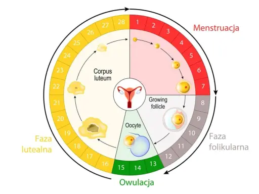 Cykl menstruacyjny: owulacja ok. 14 dnia, a okres zazwyczaj ok. 14 dni po owulacji.