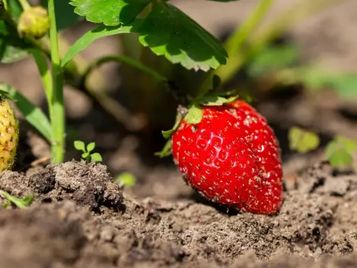 Reife und unreife Erdbeeren wachsen im Boden. Ein perfekter Moment, um zu lernen, wie man Erdbeeren vermehrt.