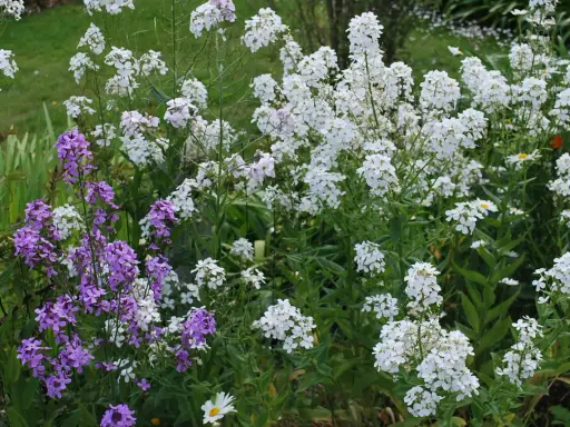 Un parterre de fleurs sauvages, avec des grappes de monnaie du pape blanches et violettes, se mêlant à des marguerites.