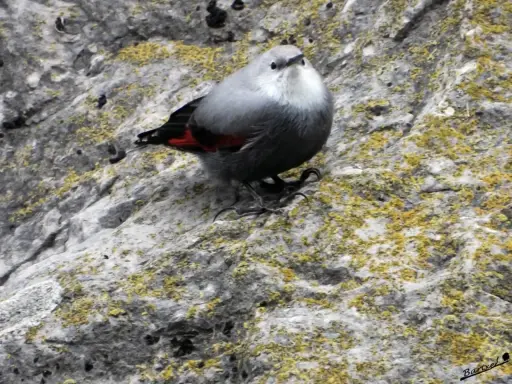 Kleiner Vogel mit roten Flügeln auf moosbewachsenem Felsen bei der Foz de Lumbier.