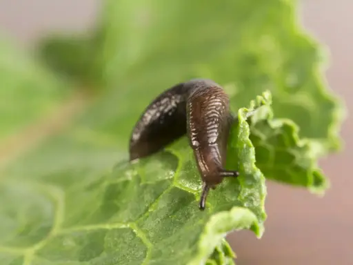 Une limace brune se déplace sur une feuille de laitue verte. Apprenez comment se débarrasser des limaces pour protéger votre jardin.