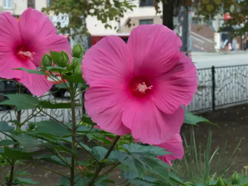 Hibiscus à grandes fleurs roses, prêtes à éclore. L'entretien facile de ces beautés assure une floraison spectaculaire.