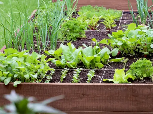 Un potager en carré avec un tableau association légumes : oignons, épinards, radis, laitues et persil prospèrent.