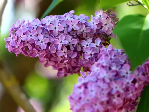 Close-up of delicate purple lilac blossoms, showcasing the intricate beauty of different types of lilacs in soft focus.