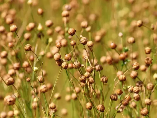 A field of dried flax seed pods, ready for harvest. These pods will yield the valuable flax fiber used for textiles and linen.